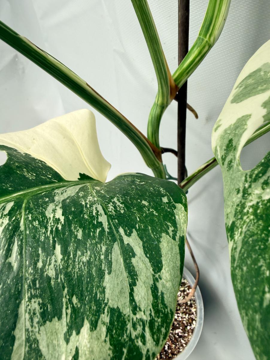 Monstera  Albo Variegata 07