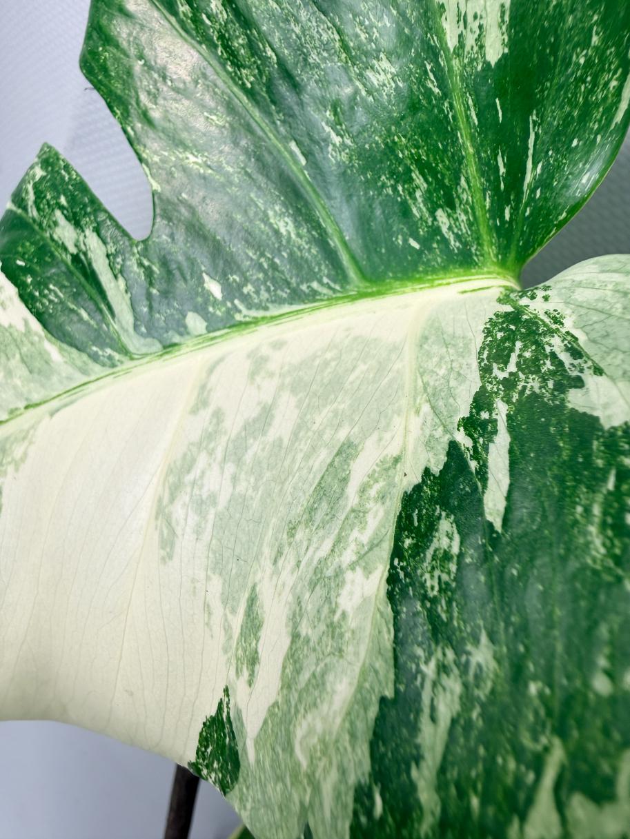 Monstera  Albo Variegata 08