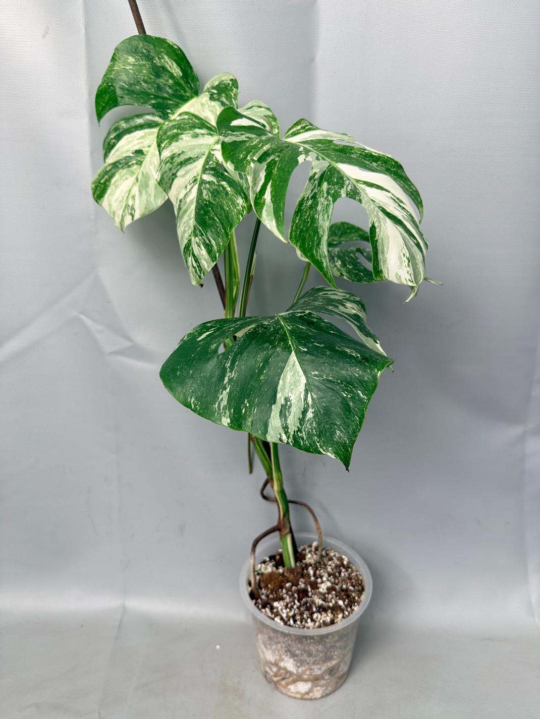 Monstera  Albo Variegata 01