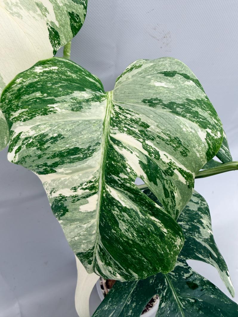 Monstera  Albo Variegata 02