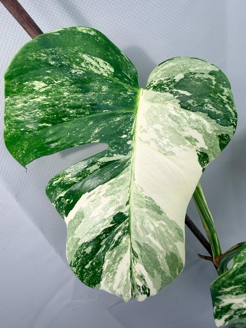 Monstera  Albo Variegata 03