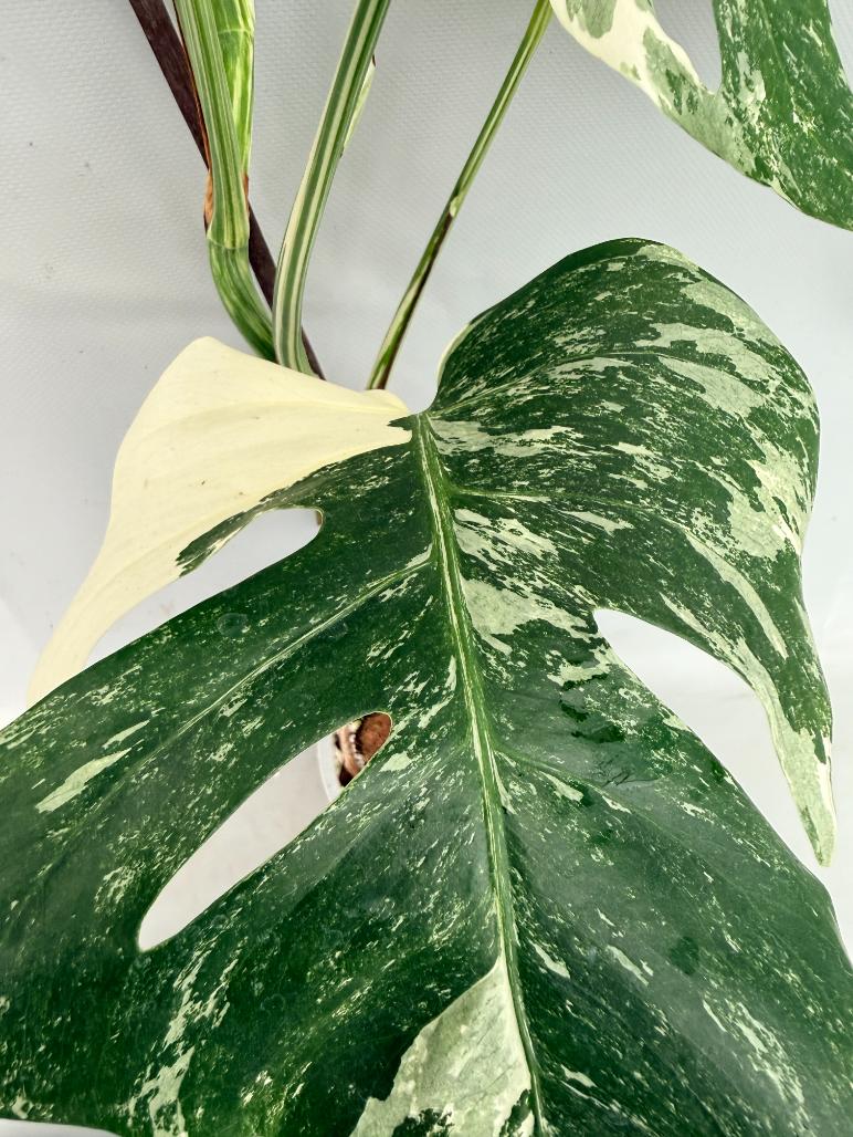 Monstera  Albo Variegata 04