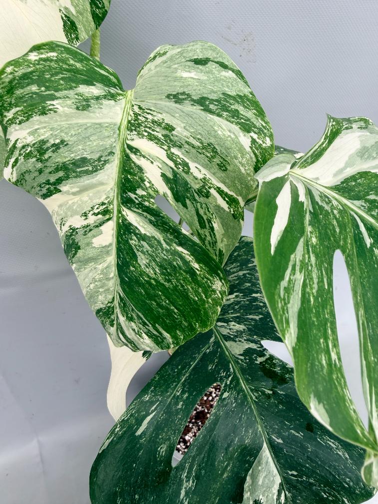 Monstera  Albo Variegata 05