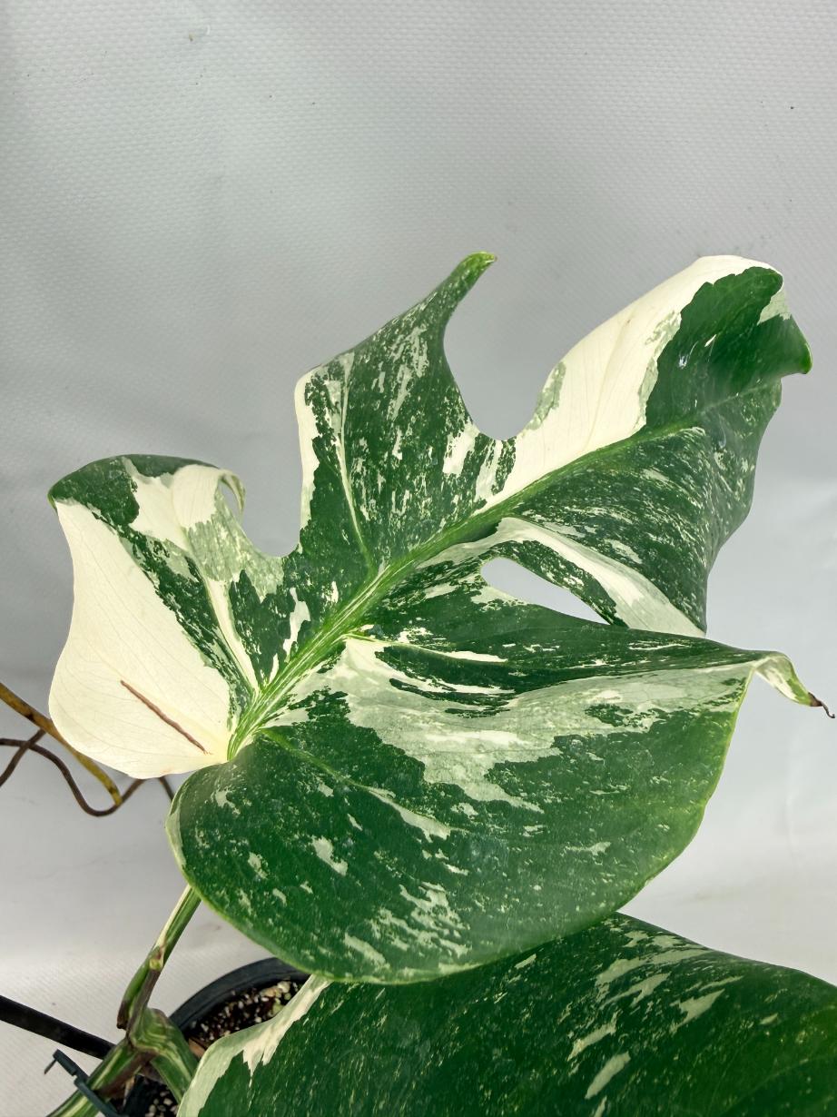 Monstera  Albo Variegata 07