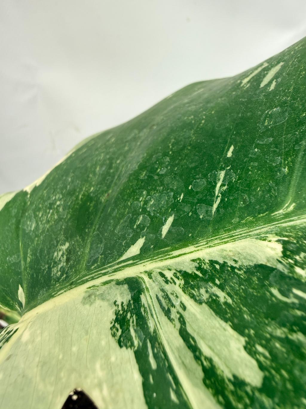 Monstera  Albo Variegata 08