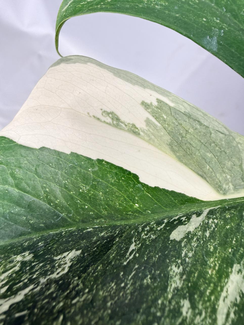 Monstera  Albo Variegata 09