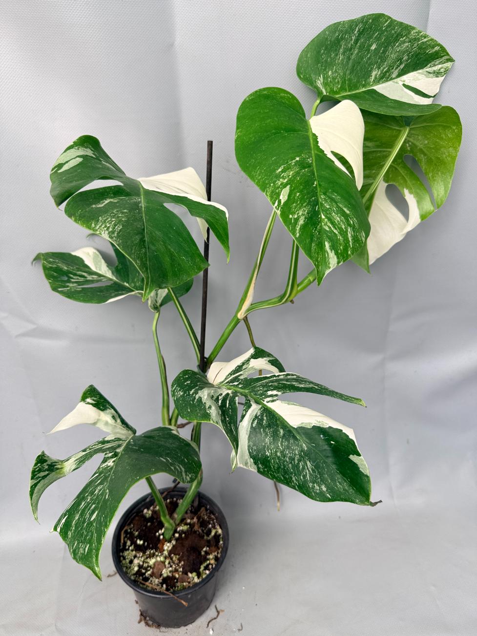 Monstera  Albo Variegata 01