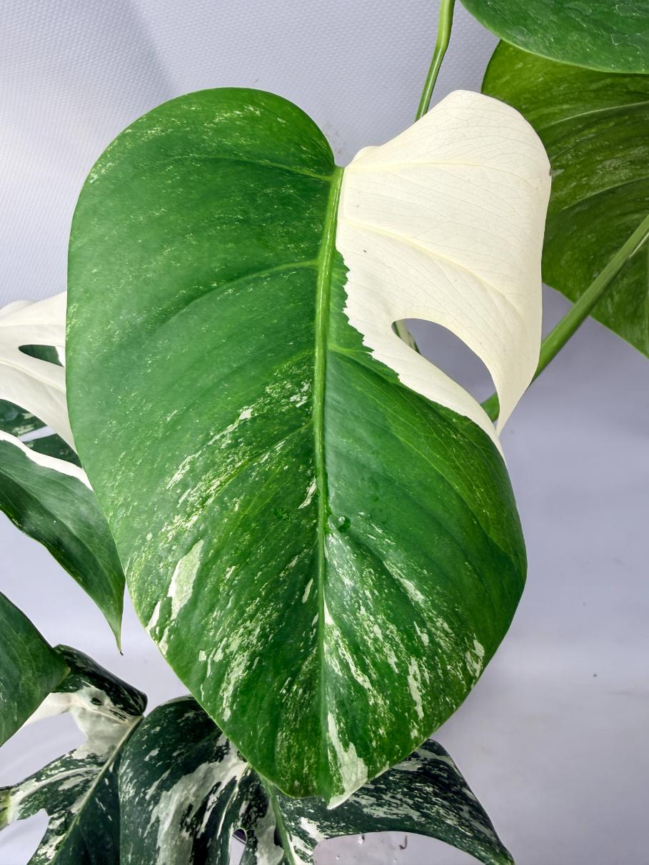 Monstera  Albo Variegata 03