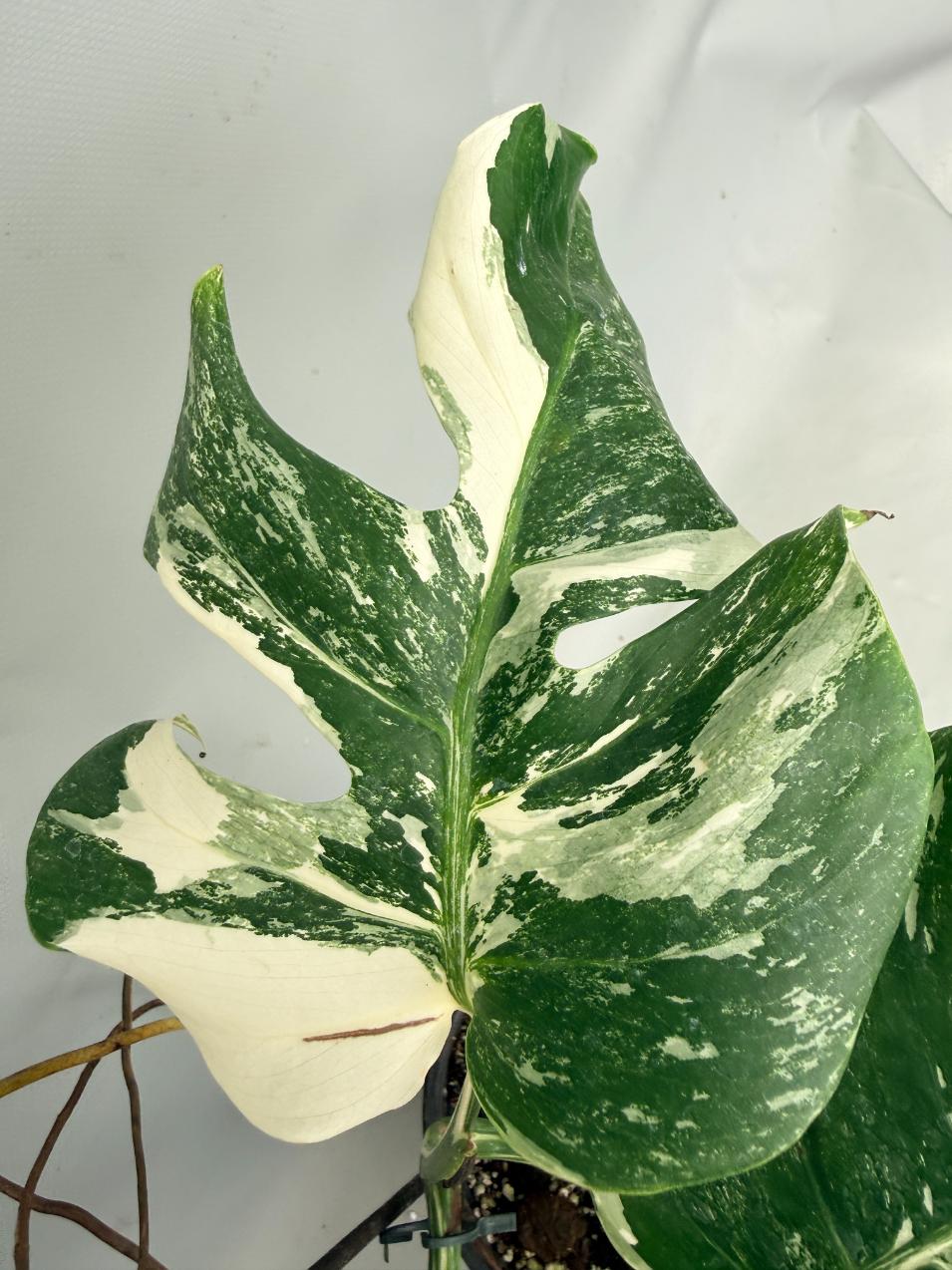 Monstera  Albo Variegata 04