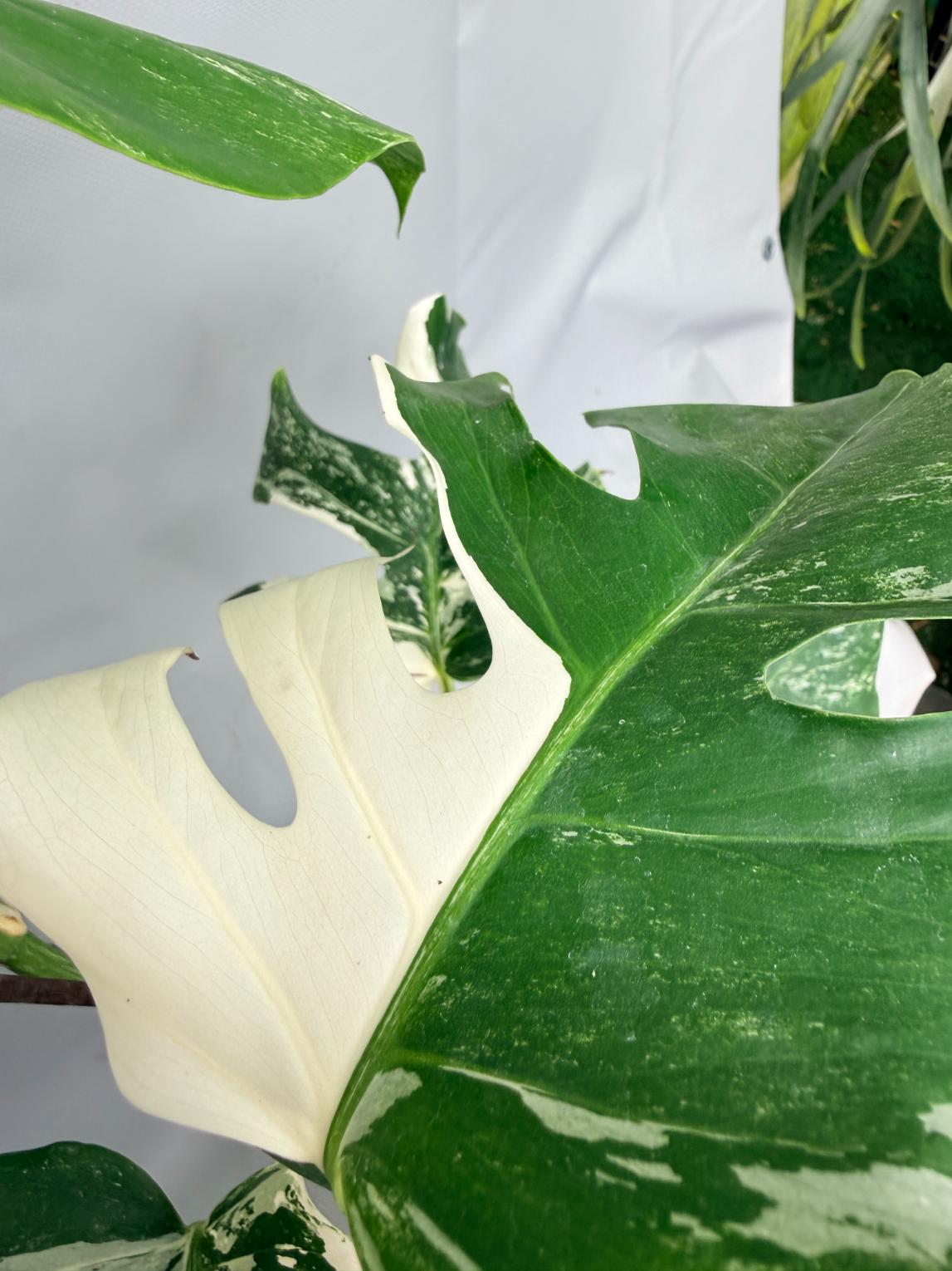 Monstera  Albo Variegata 05