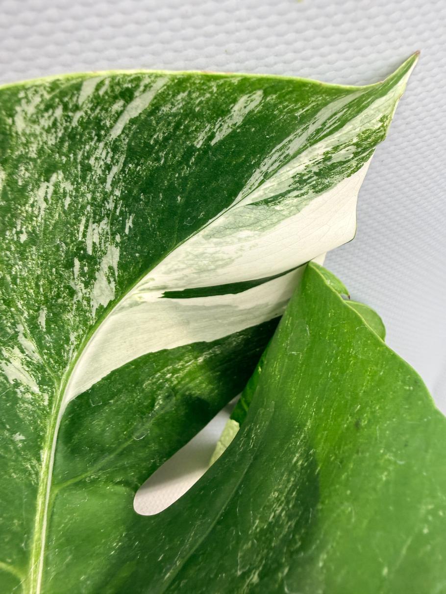 Monstera  Albo Variegata 06