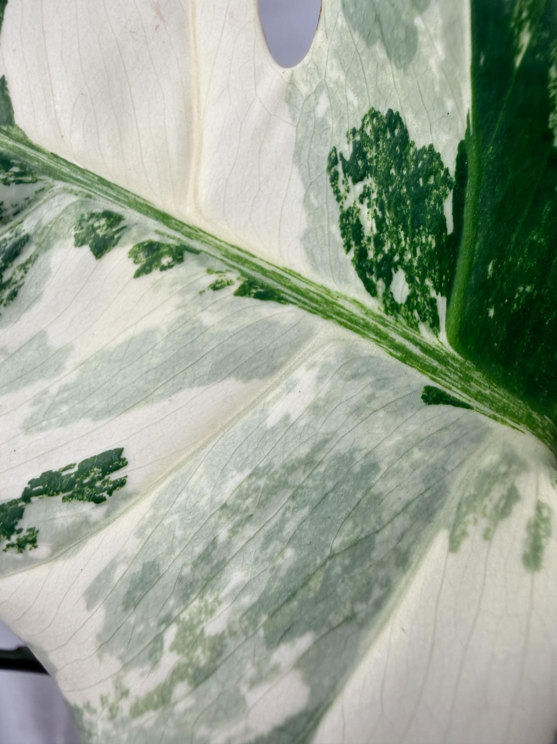 Monstera  Albo Variegata 07