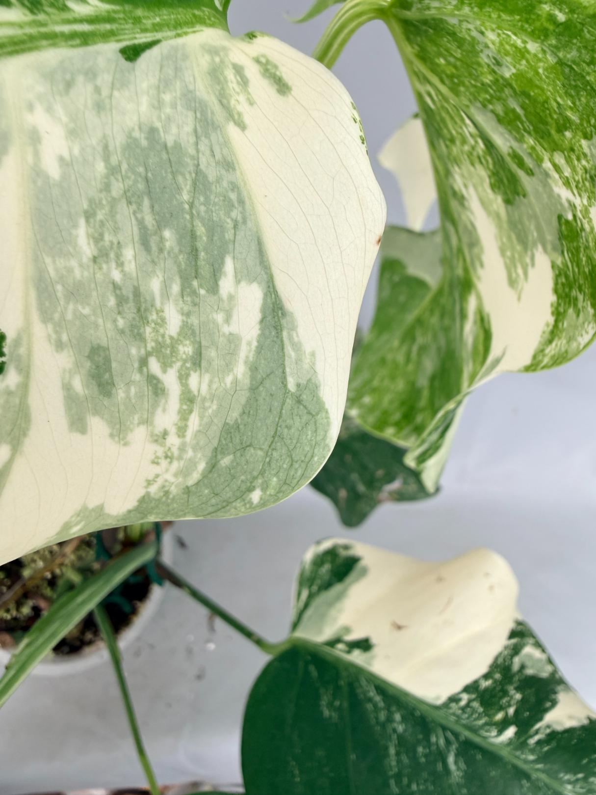 Monstera  Albo Variegata 08