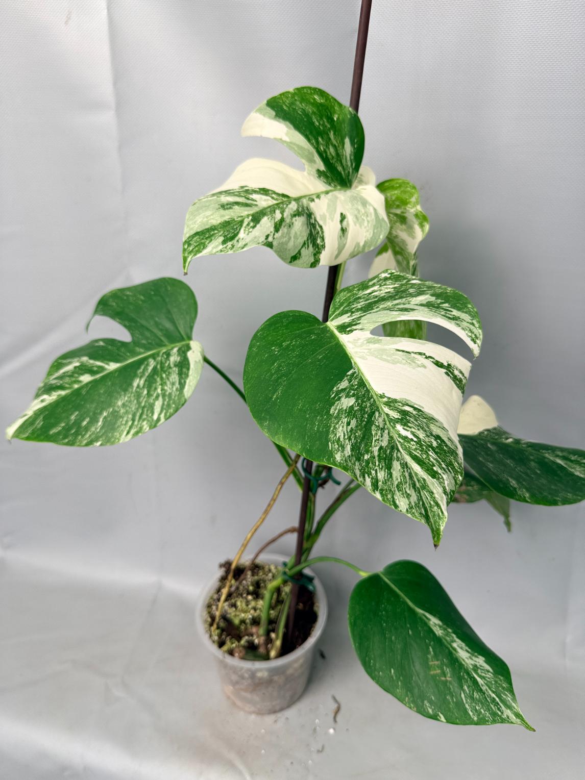 Monstera  Albo Variegata 01
