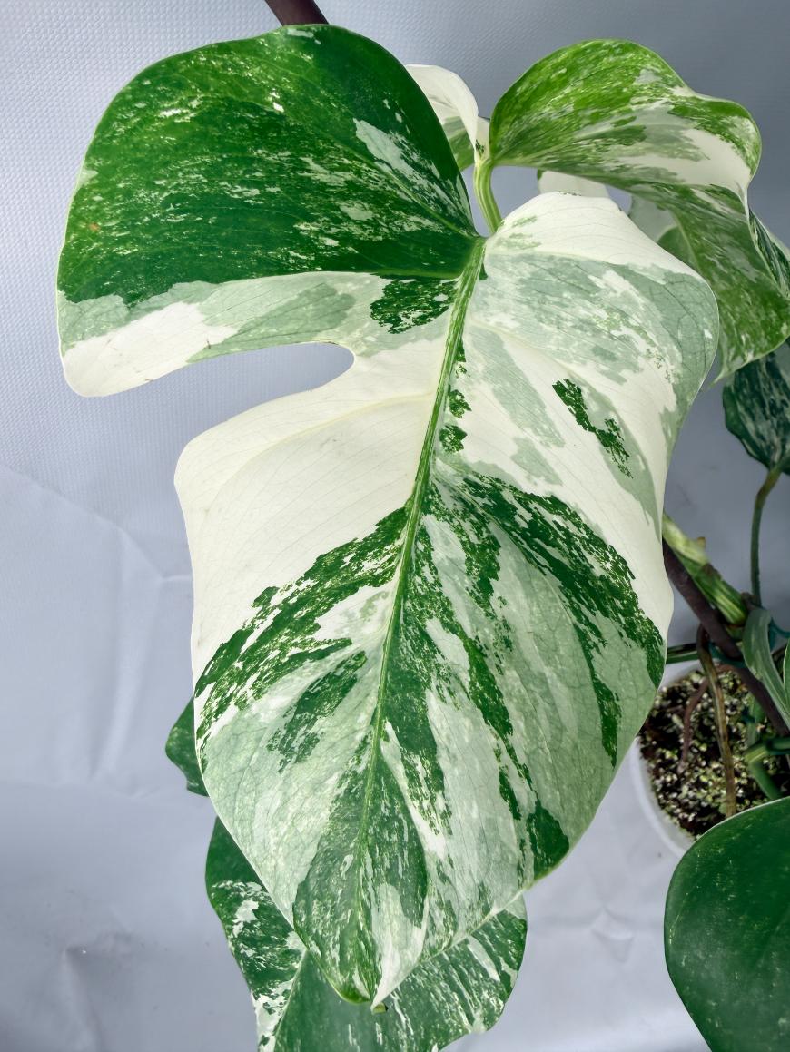 Monstera  Albo Variegata 03