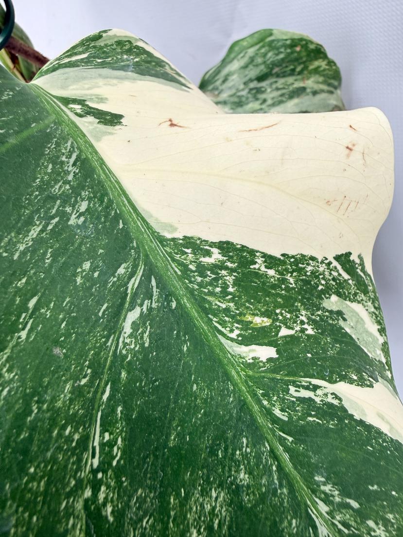 Monstera  Albo Variegata 04
