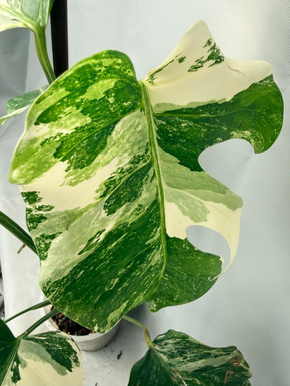 Monstera  Albo Variegata 05