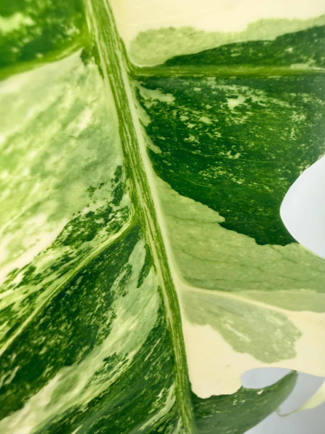 Monstera  Albo Variegata 06