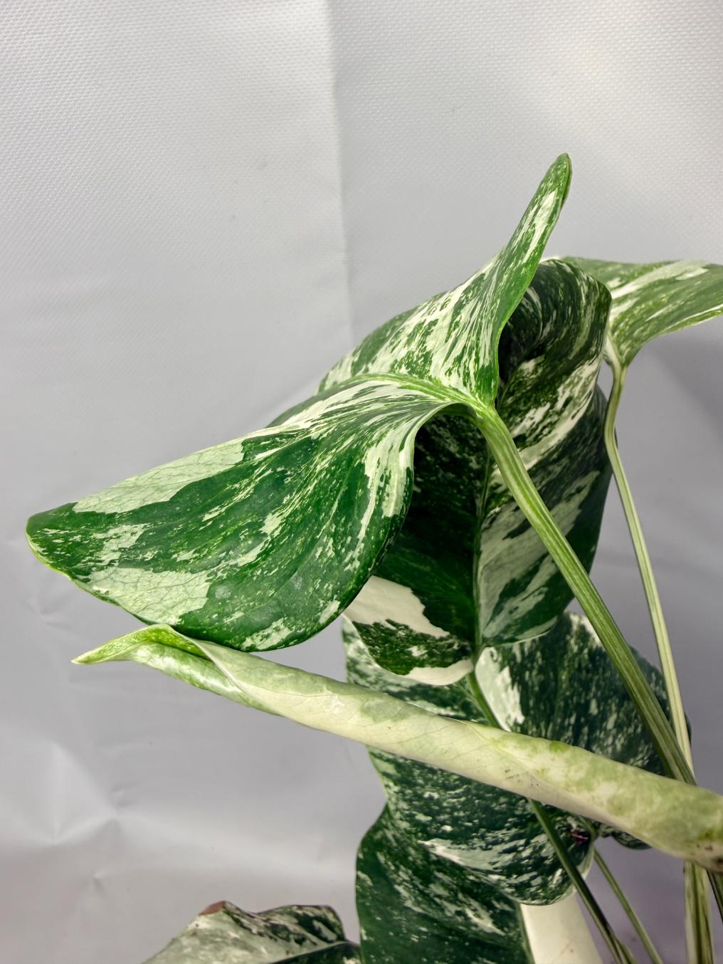 Monstera  Albo Variegata 06