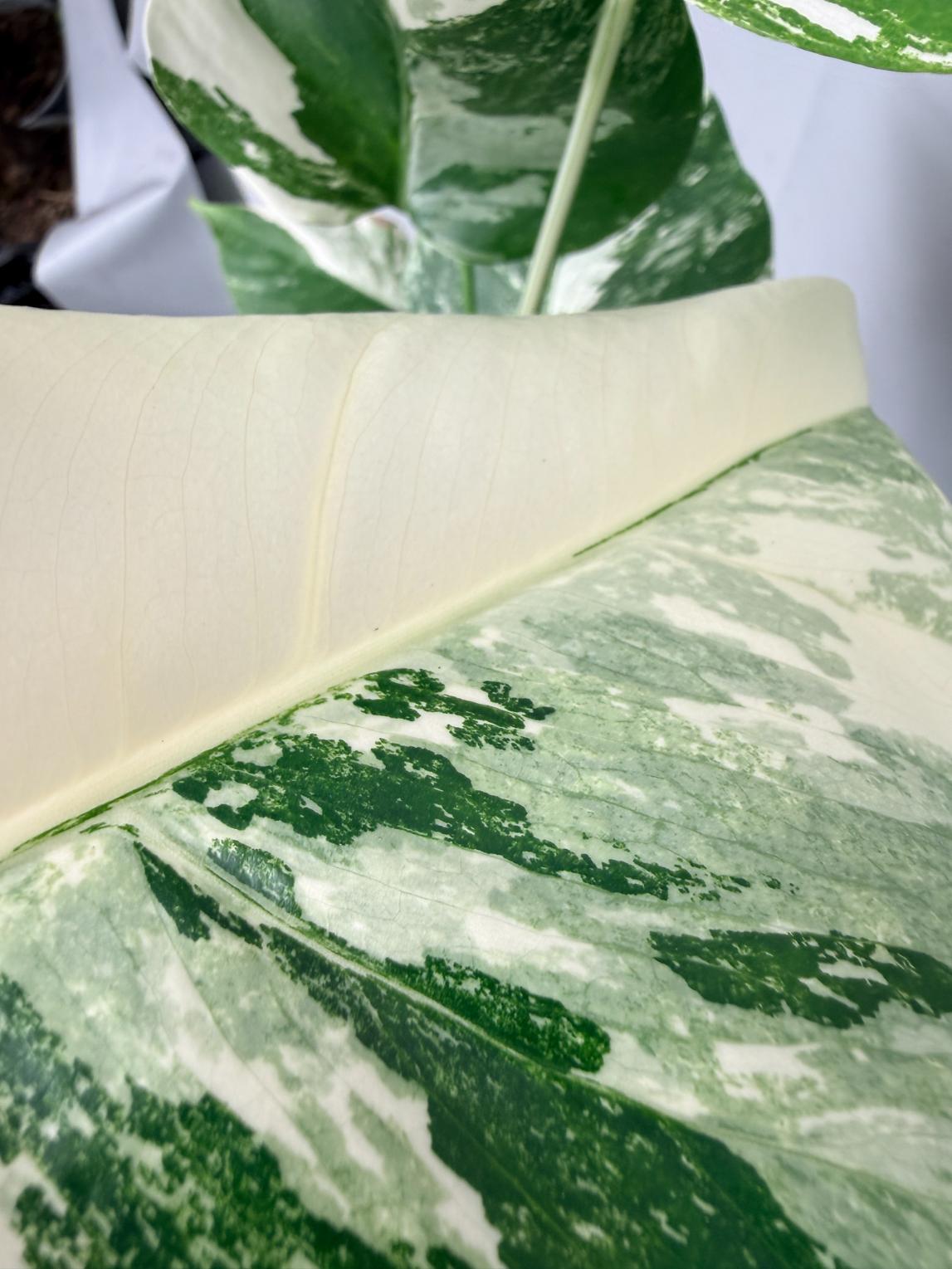 Monstera  Albo Variegata 07