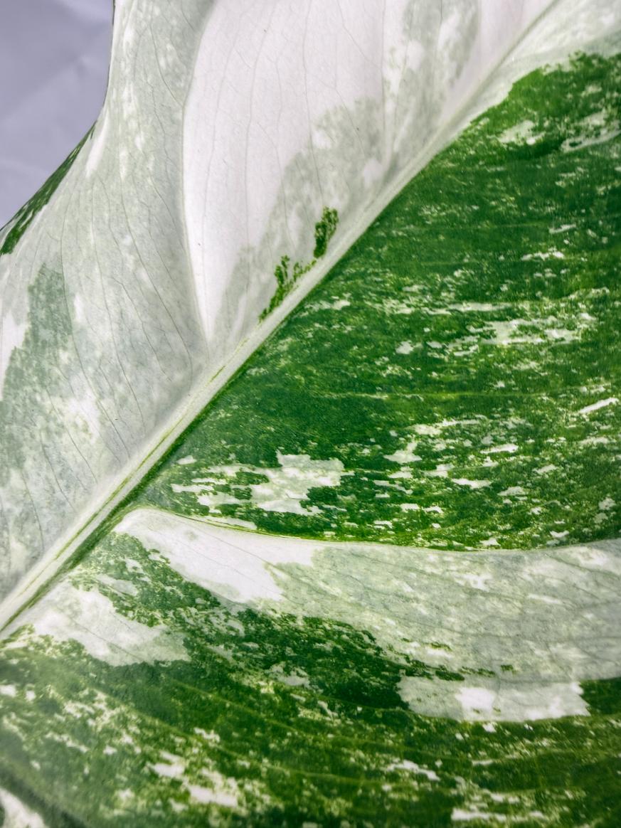 Monstera  Albo Variegata 08