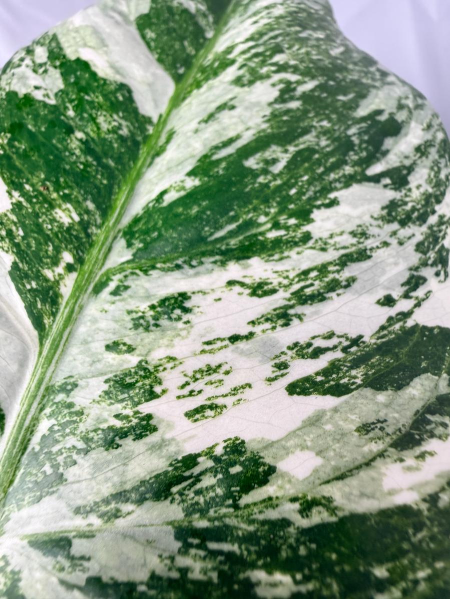 Monstera  Albo Variegata 09