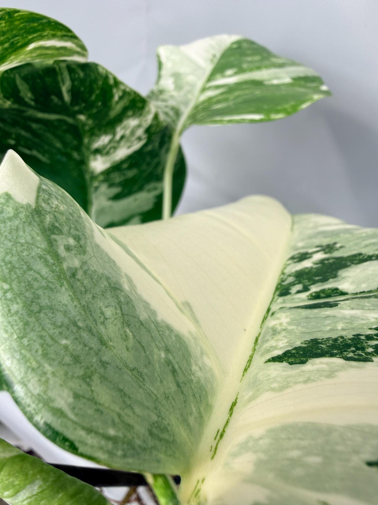 Monstera  Albo Variegata 10