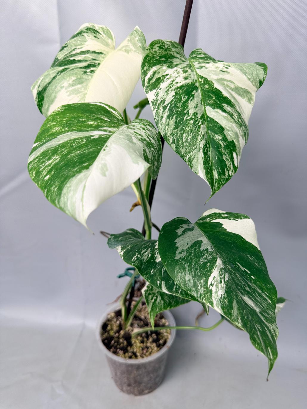 Monstera  Albo Variegata 01