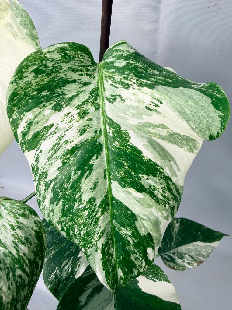 Monstera  Albo Variegata 02