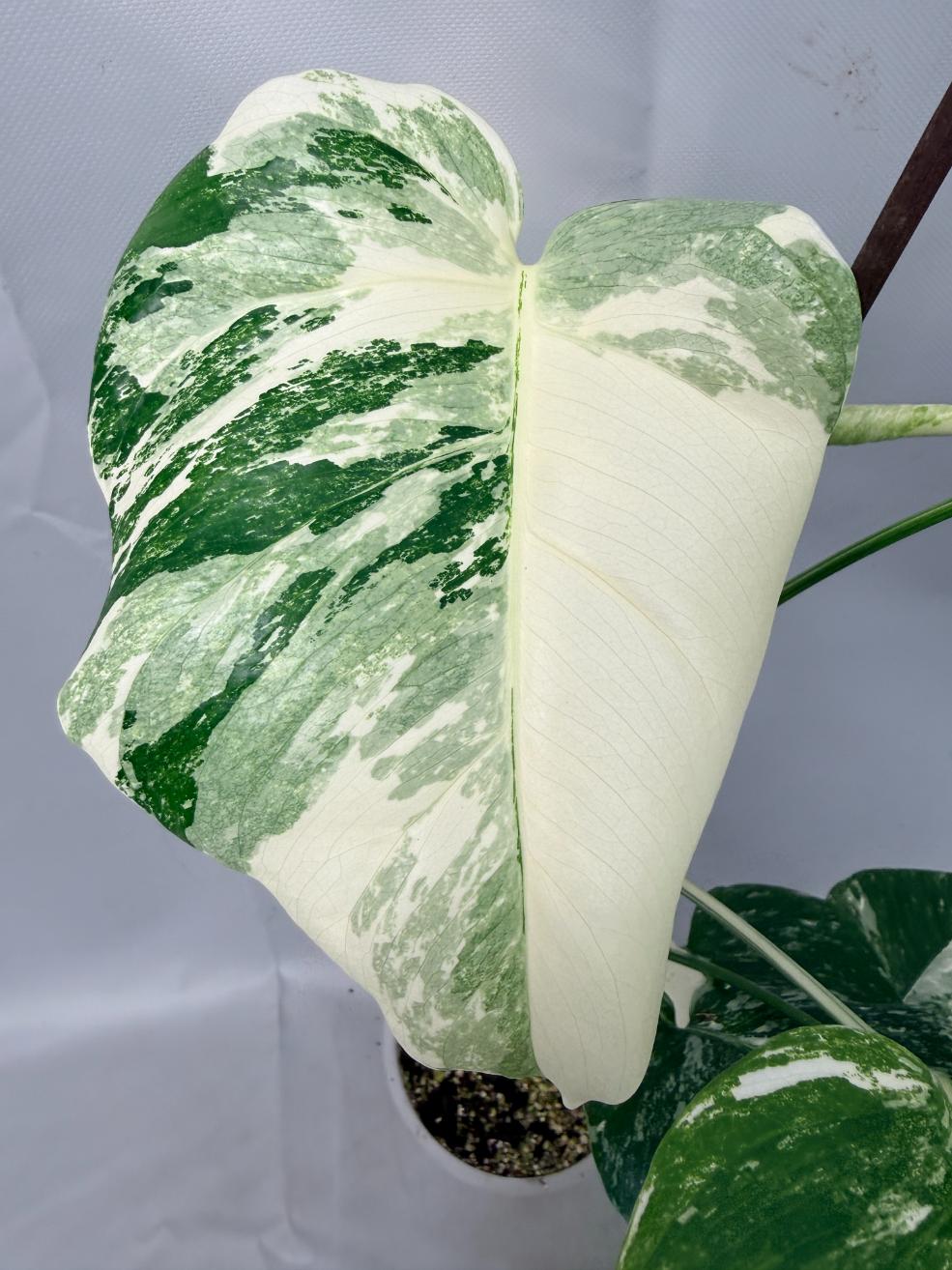 Monstera  Albo Variegata 03