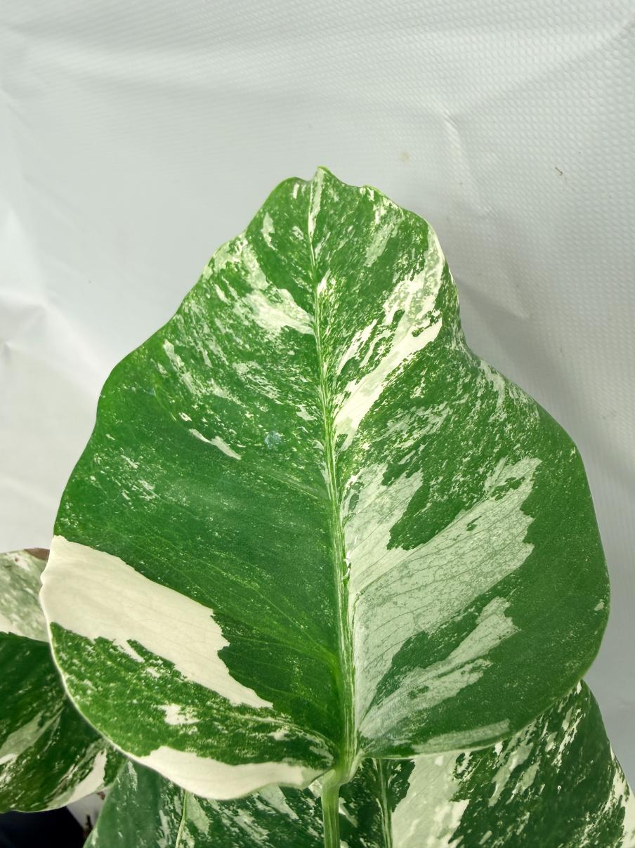 Monstera  Albo Variegata 04