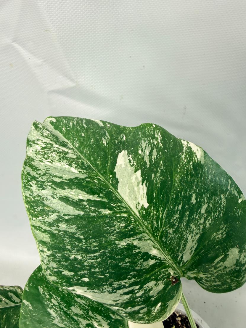 Monstera  Albo Variegata 05