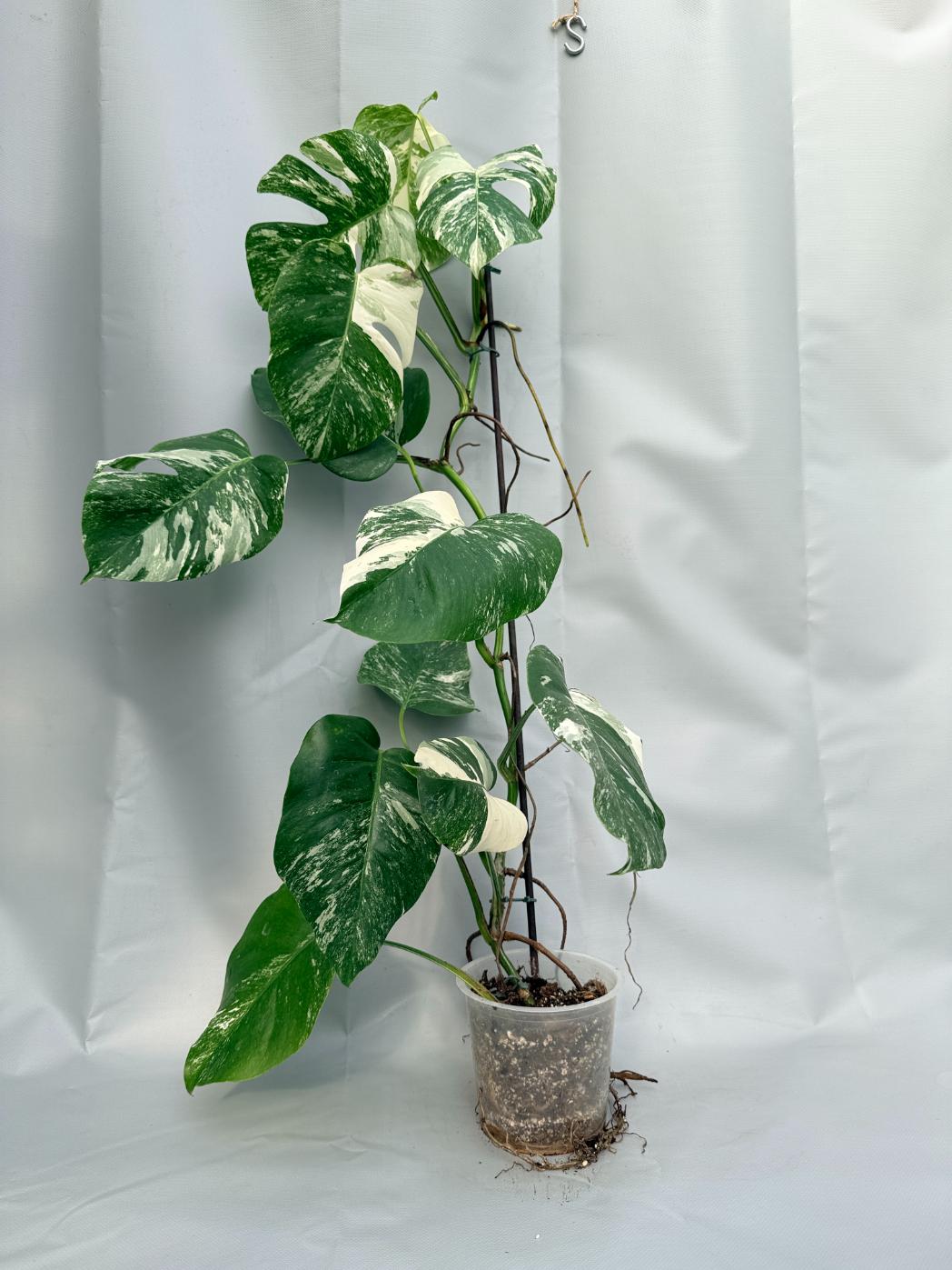 Monstera  Albo Variegata 01