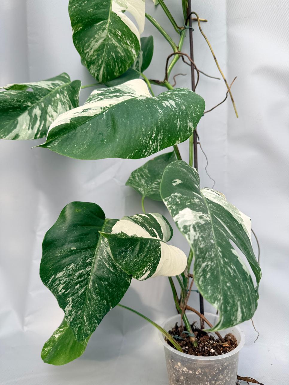 Monstera  Albo Variegata 02