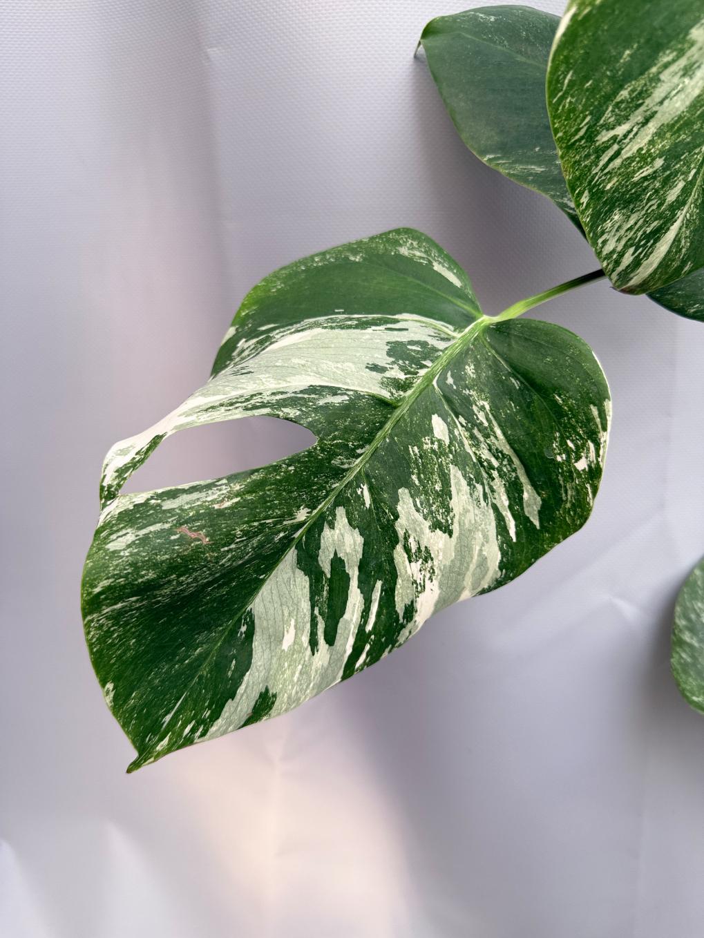 Monstera  Albo Variegata 03