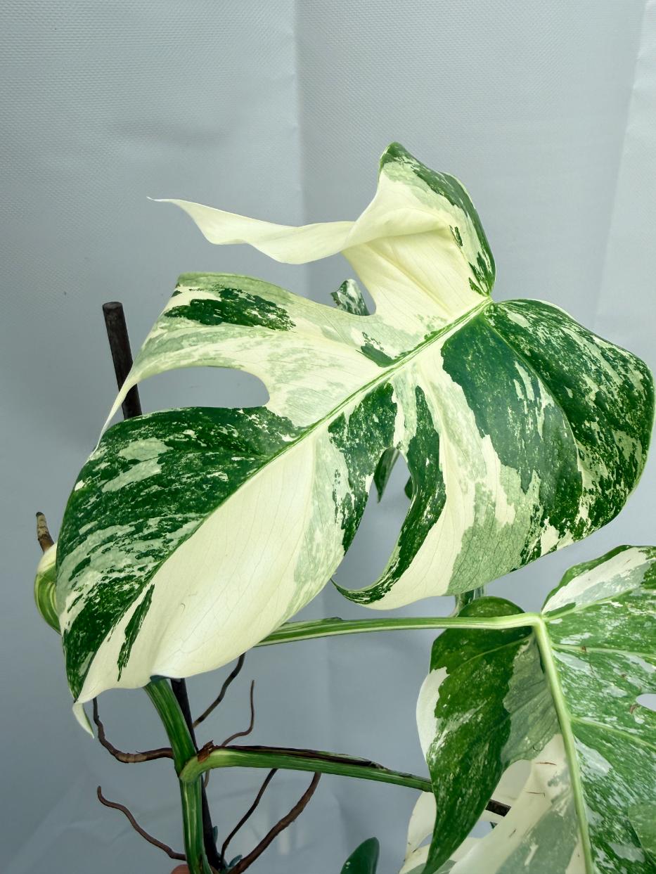 Monstera  Albo Variegata 04