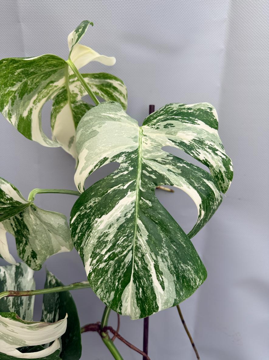 Monstera  Albo Variegata 05