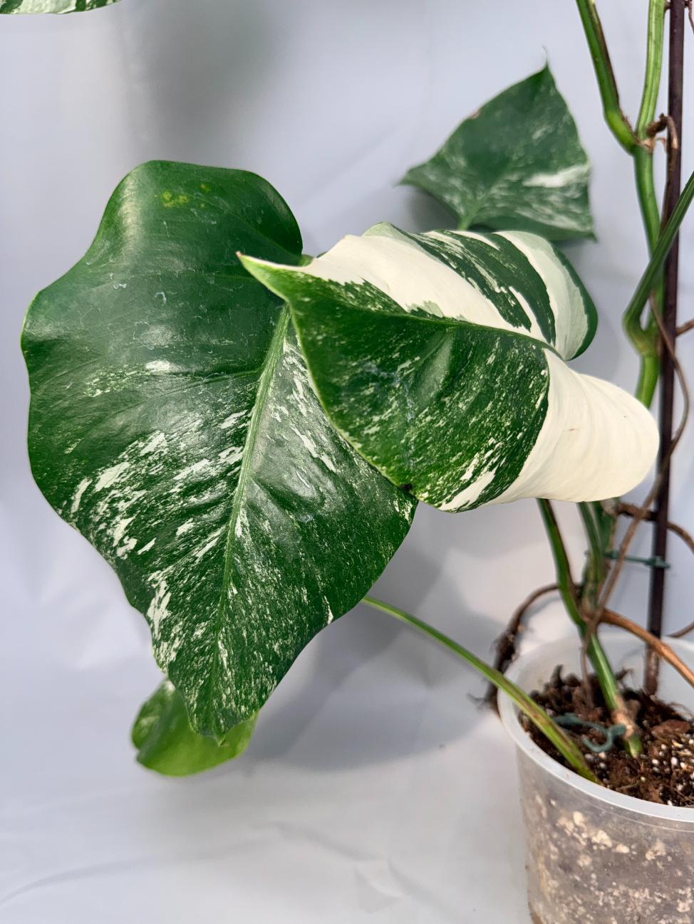Monstera  Albo Variegata 06