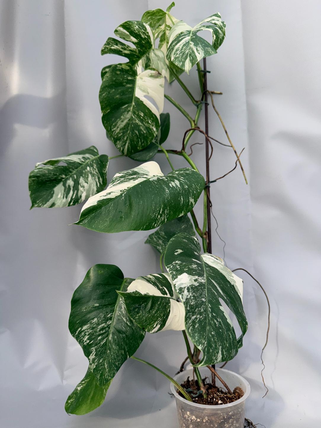Monstera  Albo Variegata 07