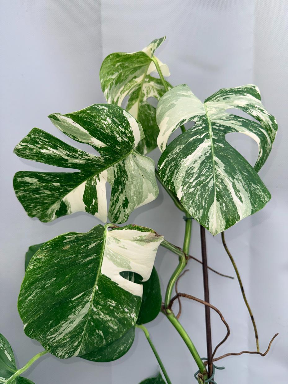 Monstera  Albo Variegata 08