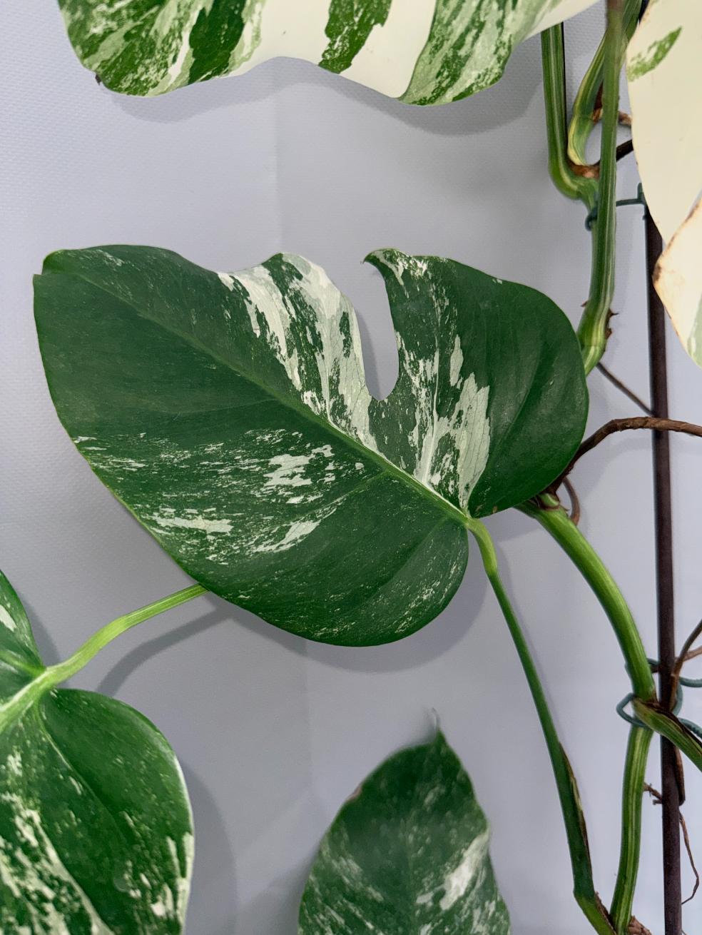 Monstera  Albo Variegata 09