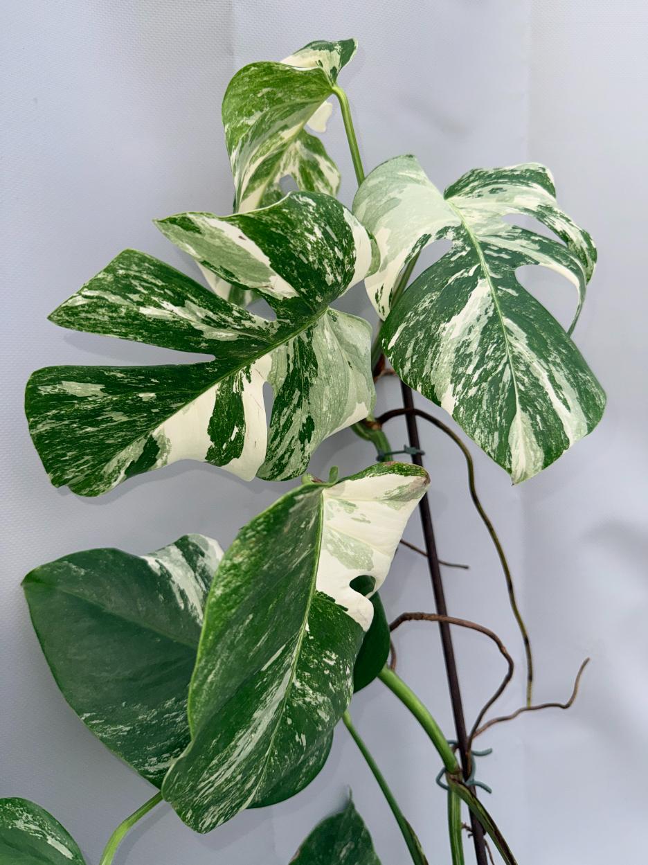 Monstera  Albo Variegata 10