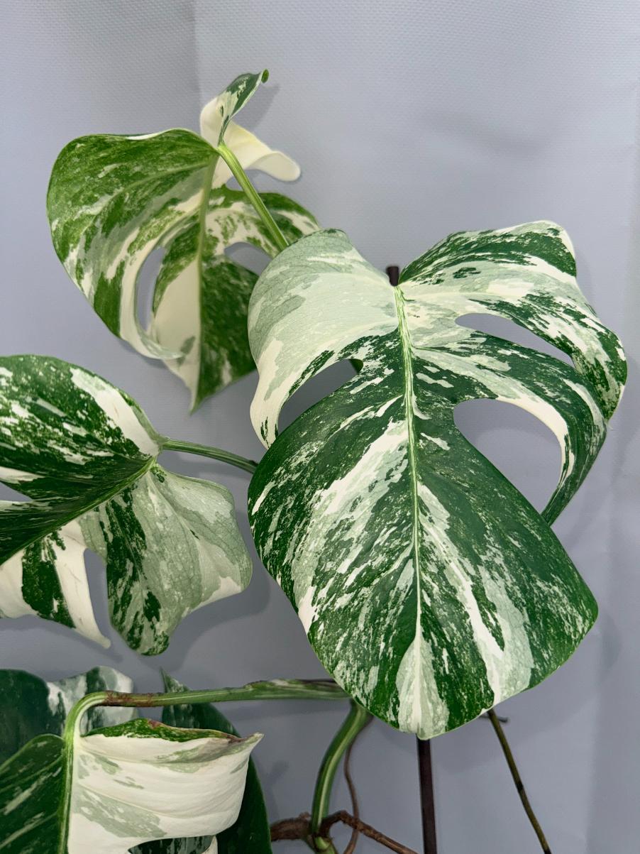 Monstera  Albo Variegata 11