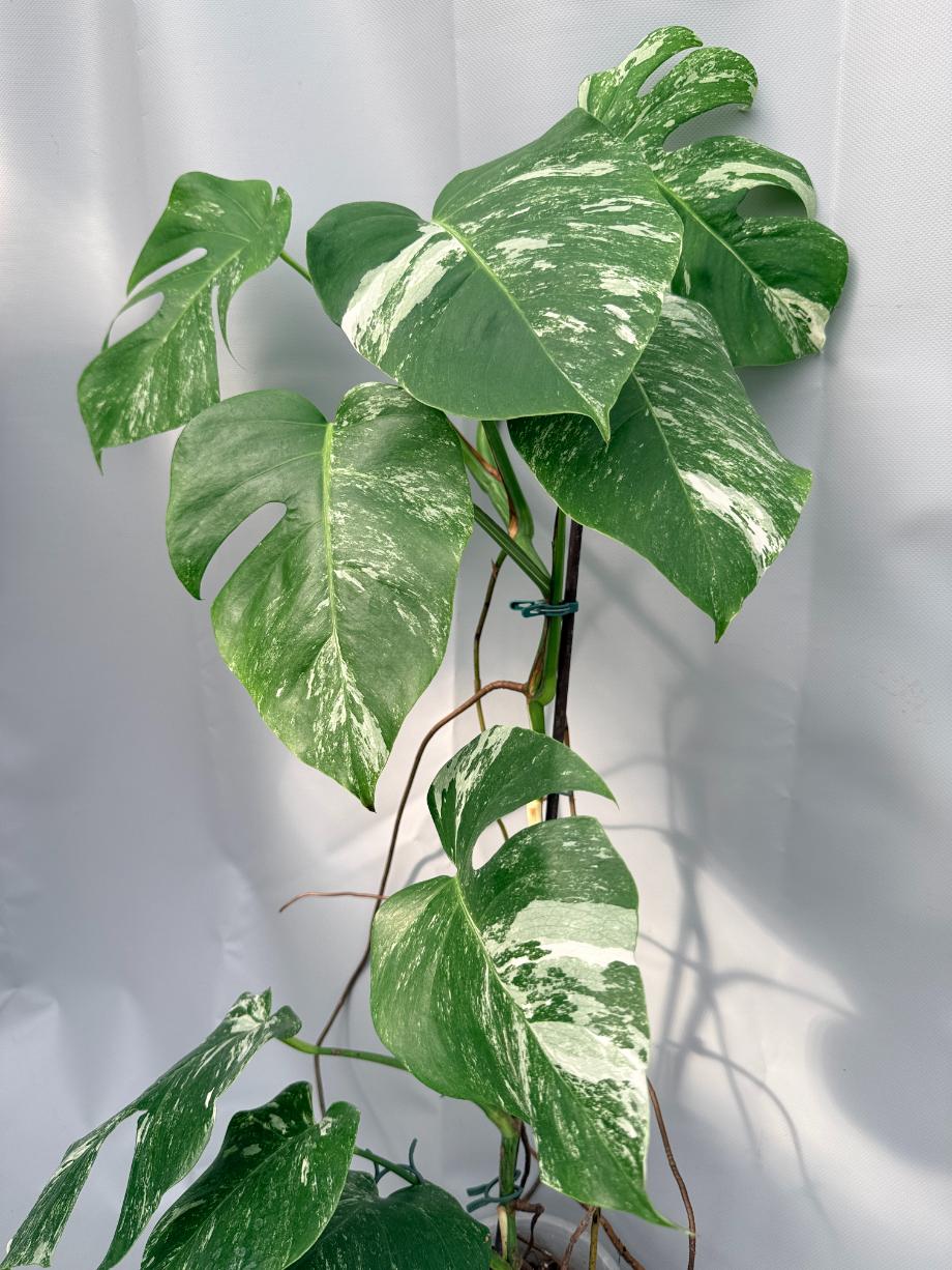 Monstera  Albo Variegata 08