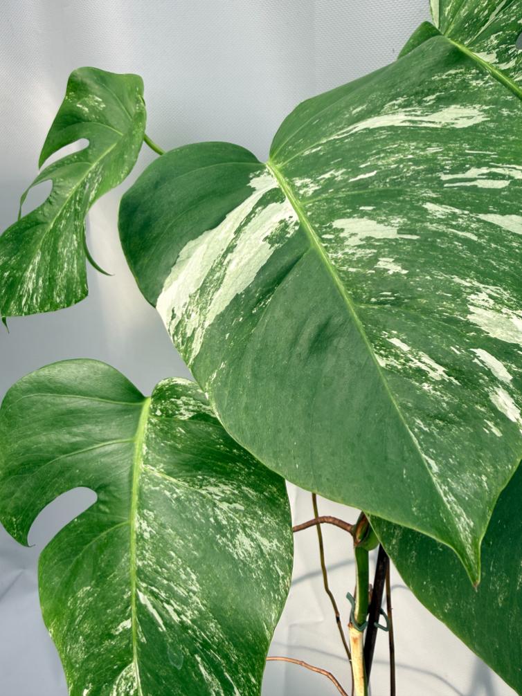 Monstera  Albo Variegata 09