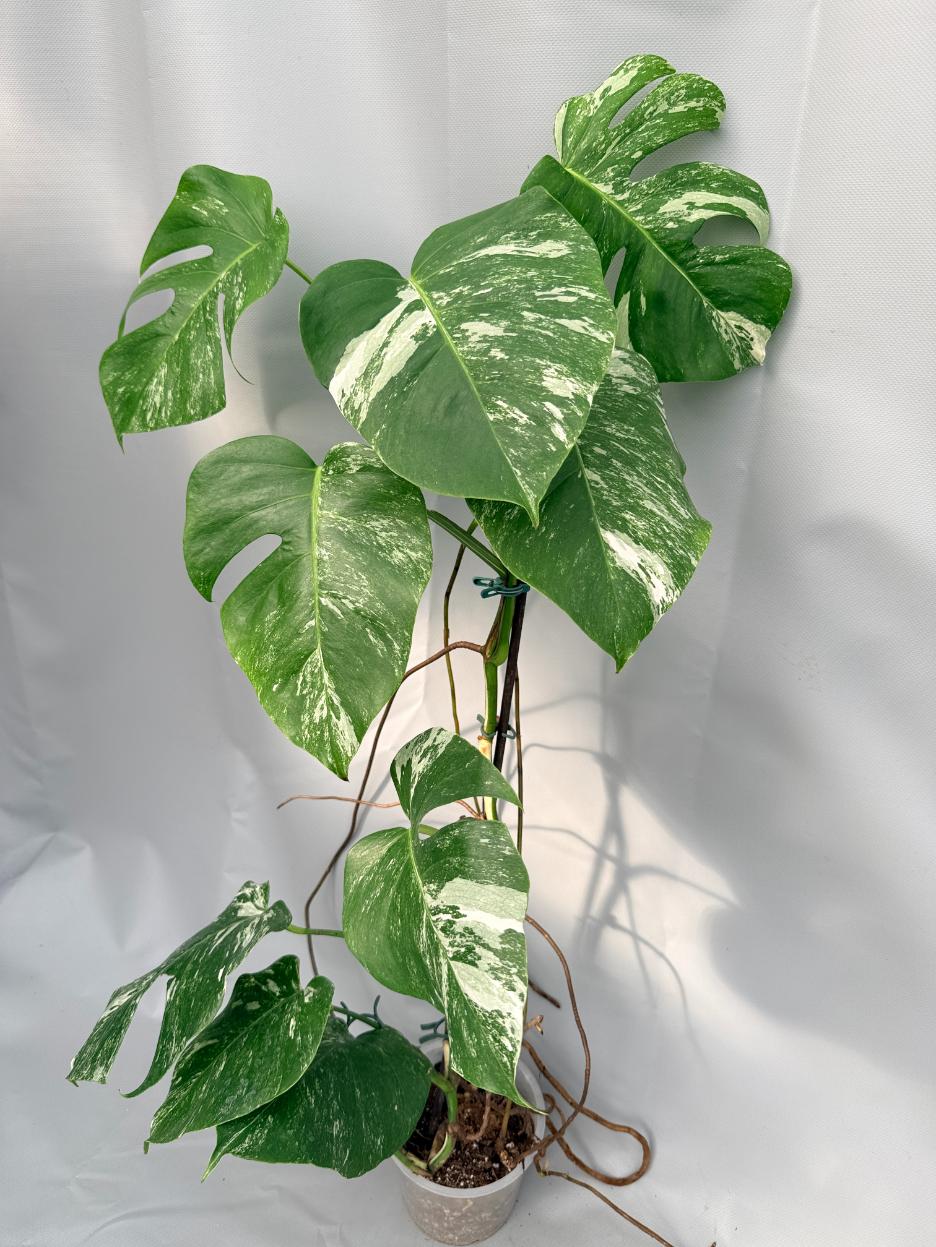 Monstera  Albo Variegata 01