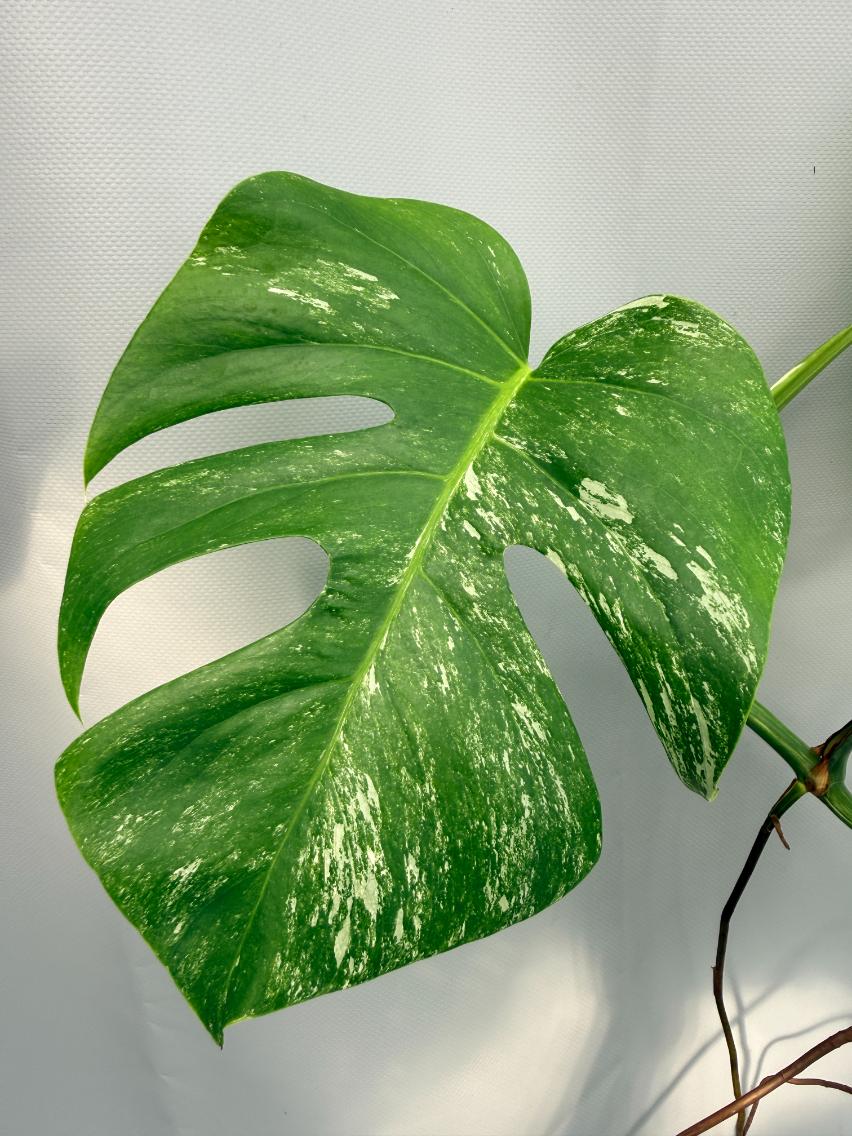 Monstera  Albo Variegata 03