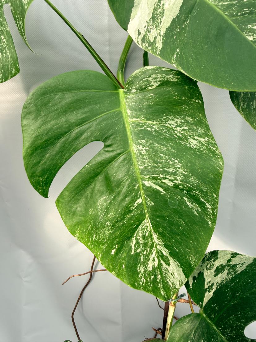 Monstera  Albo Variegata 04