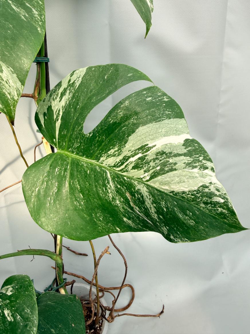 Monstera  Albo Variegata 05
