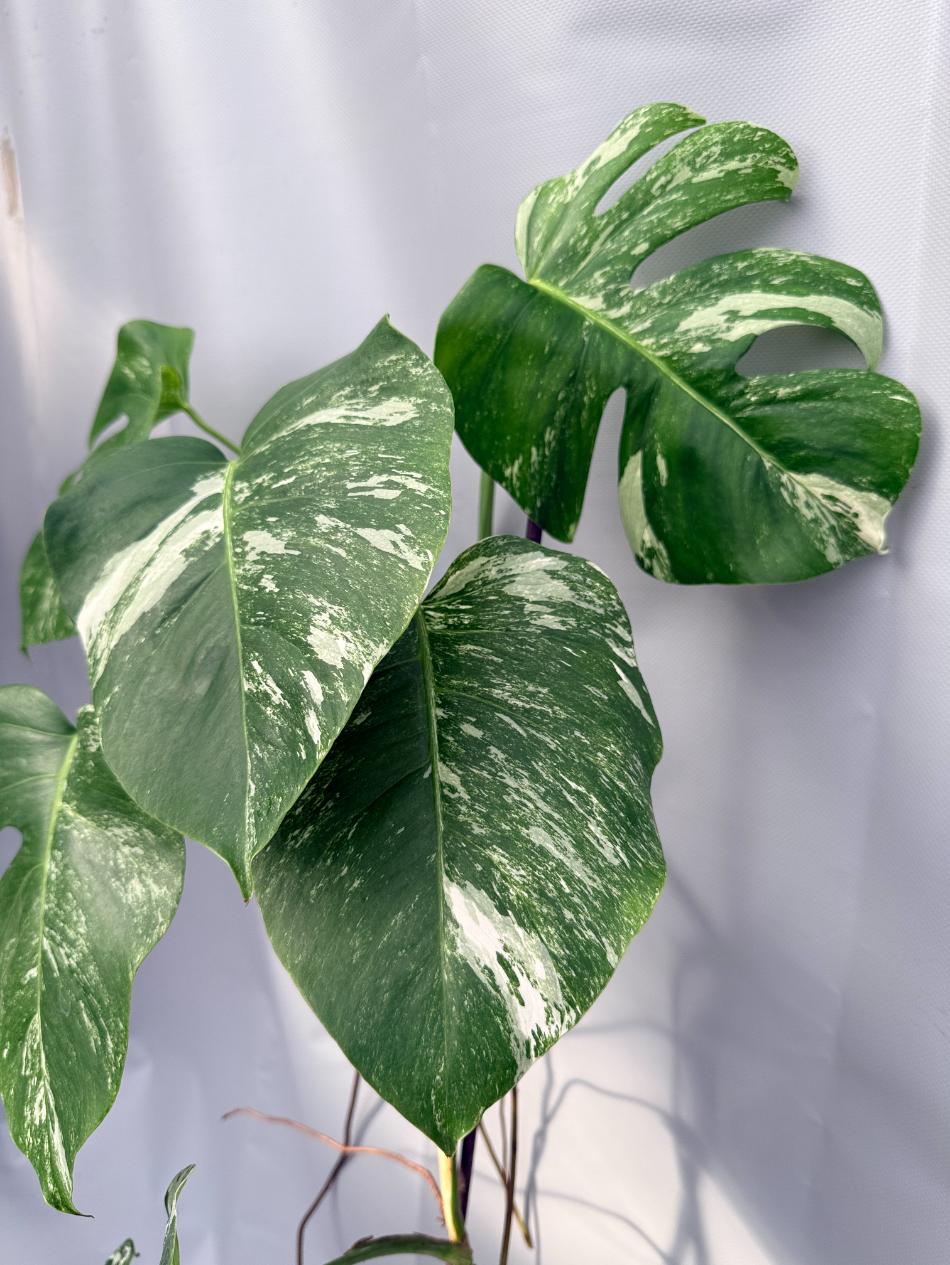Monstera  Albo Variegata 06